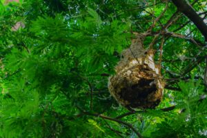 Frelons asiatiques : la Ville prend en charge la destruction des nids.