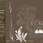 Pâturages permanents et prairies de post-pâturage