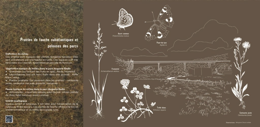 Prairies de fauche subatlantiques et pelouses des parcs