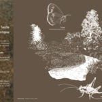 Mégaphorbiaies ou prairies de fauche planitiaires subatlantiques