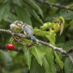 Me╠üsanges au cerisier 40X30