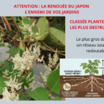 RENOUEE DU JAPON-2
