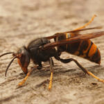 Closeup on the Asian yellow legged Hornet wasp,  Vespa velutina,